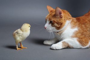 Golden chick and a cat standing face to face