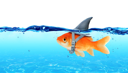 deceptive goldfish under the surface