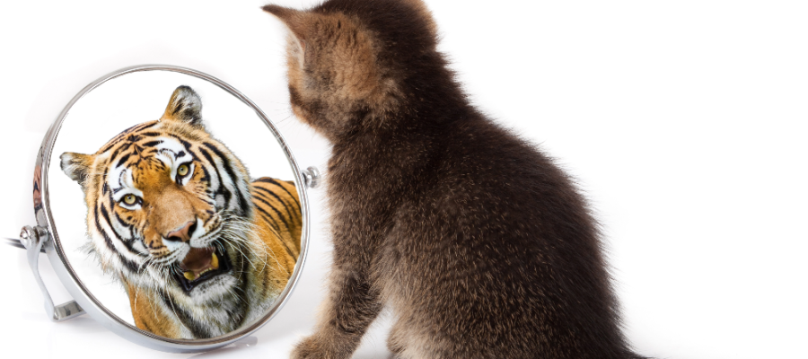 kitten with a tiger reflection